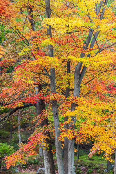 Autumn;Botanical;Branches;Calm;Fall;Forest;Forested;Gold;Harriman State Park;Healing;Healthcare;Leaf;Leafy;Minimalism;Nature;New York;Pastoral;Sunlight;Sunshine;Timber;Timberland;Tree;United States;Vein;Wood;Woodland;Woodlands;Woods;Yellow;bark;botanicals;foliage;green;landscape;leaves;limbs;oneness;orange;peaceful;plants;red;restful;serene;soothing;sunlit;tranquil;tree limbs;tree trunk;trees;trunk;zen