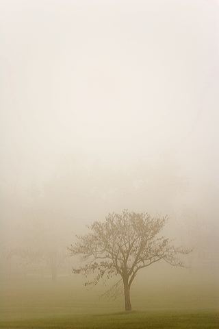 Oneness;Fog;Mist;Damp;Misty;Foggy;Obscured;Tree Trunk;Trees;Bush;Shrub;Herbaceous;Woodland;Branch;Branches;Leafy;Bark;Trunk;Plant;Silhouette