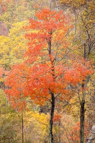 Autumn;Branches;Brown;Bush;Calm;Caryville;Concepts;Couchville Cedar Glade State Natural Area;Cumberland Plateau;Fall;Forest;Gold;Habitat;Healing;Herbaceous;Leaf;Leafy;Logging;Meditative;Mystery;Nature;Norma;Northern Cumberland Plateau;Oneness;Pastoral;Plant;Seasons;Shrub;Sundquist WMA;TNC;Tan;Tennessee;Timber;Timberland;Tree;United States;Vein;Warm Colors;Warm Palette;Warm Tones;Wood;Woodland;Woods;Yellow;bark;branch;color;foliage;landscape;leaves;limbs;oneness;orange;peaceful;plants;restful;serene;soothing;tranquil;tree limbs;tree trunk;trees;trunk;zen