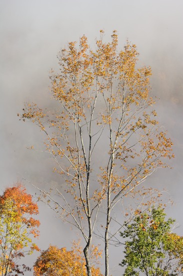 Autumn;Bark;Branch;Branches;Break of Day;Bush;Caryville;Cumberland Plateau;Dawn;Daybreak;Fall;First Light;Fog;Foggy;Foliage;Haze;Herbaceous;Leaf;Leafy;Leaves;Mist;Misty;Morning;Mountain;Mountain Top;Mountainous;Mountains;Northern Cumberland Plateau;Northern Cumberlands;Obscured;Peak;Pinnacle;Plant;Precipice;Range;Seasons;Shrub;Summit;Sun-up;Sundquist WMA;Sunrise;Tennessee;TNC;Tree Trunk;Trees;Trunk;United States;Vein;Woodland
