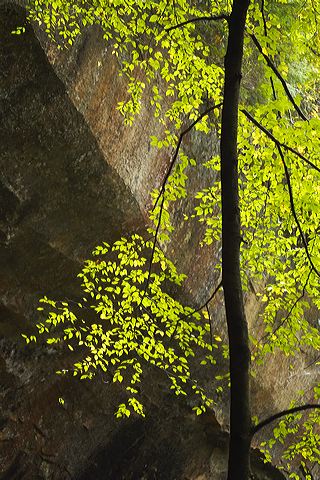 Abstract;Abstractions;Patterns;Shapes;Textures;Tree Trunk;Trees;Bush;Shrub;Herbaceous;Woodland;Branch;Branches;Leafy;Bark;Trunk;Plant;Rocks;Rock;Boulder;Boulders;Rock Formations;Stones;Pebble;Pebbles;Stone