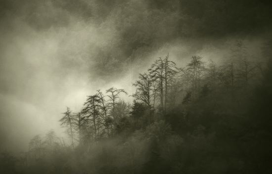 Oneness;Fog;Mist;Damp;Misty;Foggy;Obscured;Fall Scenes;Forest;Leaf;Leaves;Nature;Trees;Autumn