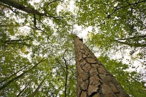 Trees;Brown;Rome;Branches;branches;bark;tree;tree trunk;Pine;Herbaceous;Tree Trunk;Branch;Tree;tree limbs;Green;Marshall Forest;Plant;Looking up;Outdoor;Trunk;trees;branch;Bark;trunk;Georgia;Forest;Old Growth;limb