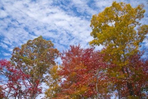 Gold;branches;tree;leaves;Jamestown;trees;Sky;Tennessee;Leafy;Northern Cumberland Plateau;Fall;Horizontal;Tree;Weather;White;tree limbs;Forest;Blue;Foliage;Woods;Leaf;Cumberland Plateau;Leaves;Orange;Cloud Formation;Season;TNC;Clouds;Yellow;Tan;Autumn;Seasons;Brown;Cloudy;Cloud;Trees;Red;Green;limb;Skinner Mountain