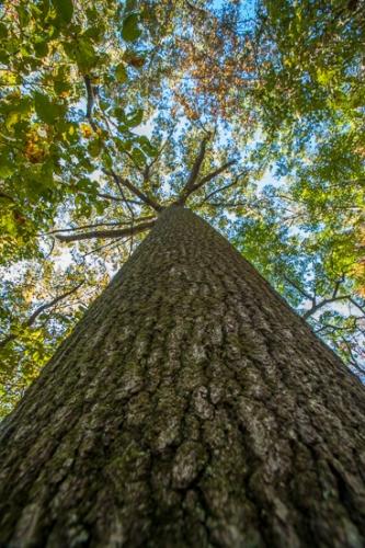 Branches;Bush;Herbaceous;Leafy;Plant;Shrub;Tree;Woodland;bark;branch;plants;tree trunk;trees;trunk