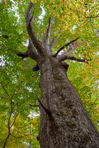 Autumn;Blossom;Blossoms;Branches;Brown;Bush;Calm;Fall;Floweret;Flowering;Flowers;Flowers & Plants;Forest;Gold;Habitat;Healing;Health care;Healthcare;Herbaceous;Leafy;Looking up;Minimalism;Nature;Pastoral;Plant;Shrub;Sunlight;Sunshine;Tan;Tree;Warm Colors;Warm Palette;Warm Tones;Wood;Woodland;Woods;Yellow;bark;bloom;branch;color;flora;floral;flower;foliage;green;leaves;limbs;oneness;peaceful;plants;red;restful;serene;soothing;tranquil;tree limbs;tree trunk;trees;trunk;yellow;zen