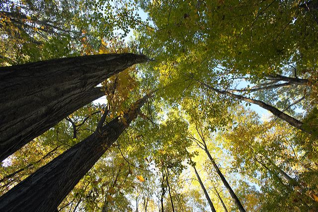 Tree Trunk;Trees;Bush;Shrub;Herbaceous;Woodland;Branch;Branches;Leafy;Bark;Trunk;Plant