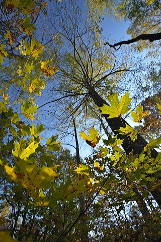 Tree Trunk;Trees;Bush;Shrub;Herbaceous;Woodland;Branch;Branches;Leafy;Bark;Trunk;Plant