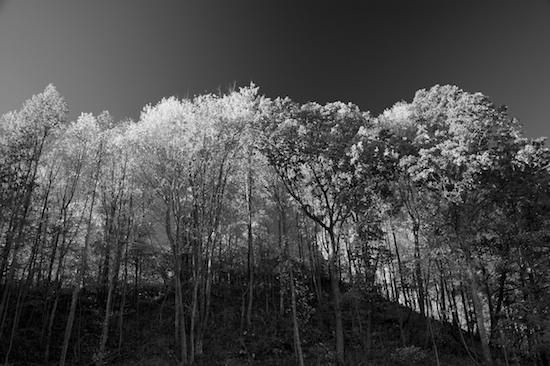 Ataya Tract;Autumn;Black and White;Cumberland Mountain;Fall;Forest;Mountain;Mountain Top;Mountainous;Mountains;Peak;Pinnacle;Precipice;Range;Summit;Tennessee;Timber;Timberland;Wood;Woodland;Woodlands;Woods