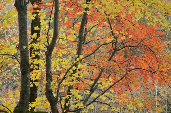Autumn;Bark;Big South Fork National Recreation Area;Branch;Branches;Fall;Forest;Green;Herbaceous;Pine;Plant;Tennessee;Timber;Timberland;Tree;Tree Trunk;Trees;Trunk;Wood;Woodland;Woodlands;Woods;Yellow