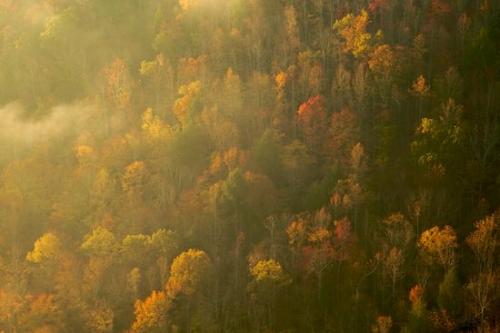 Plant;Mountainous;Mountain Top;Pinnacle;Brown;Branch;Break of Day;Mist;Yellow;Daybreak;Morning;Gold;bark;Herbaceous;Range;Foggy;Mountain;Obscured;Kentucky;First Light;Red;Haze;Peak;Tree;Tree Trunk;Timberland;Wood;Big South Fork National Recreation Area;Trunk;Green;Dawn;misty;Orange;Shadows;Woodland;Mountains;Woodlands;Branches;Fog;Timber;Summit;Cumberland Plateau;Woods;Trees;Sun-up;Precipice;Forest