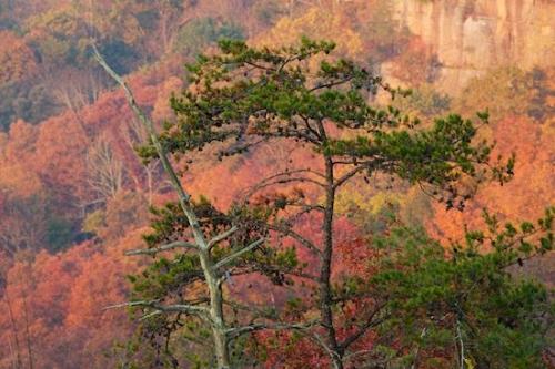 Green;Woodland;Crag;Tan;Gold;Wood;Cliff;Herbaceous;gold;Plant;Trunk;Branches;green;Forest;pines;Trees;Branch;pine cones;Fall;fir;Autumn;conifer;Ledge;pine;Bluff;KY;orange;Big South Fork National Recreation Area;Tree Trunk;Kentucky;Orange;bark;red;Tree;evergreen;needles;Yellow;Woods;Red;Timberland;Escarpment;Rock Face;Woodlands;Precipice;Timber;Cumberland Plateau