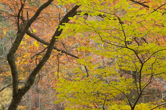 Autumn;Bark;Big South Fork National Recreation Area;Branch;Branches;Fall;Foliage;Forest;Green;Herbaceous;Leaf;Leafy;Leaves;Pine;Plant;Tennessee;Timber;Timberland;Tree;Tree Trunk;Trees;Trunk;Vein;Wood;Woodland;Woodlands;Woods;Yellow