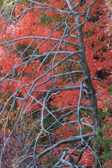 Autumn;Bark;Branch;Branches;Cloudland Canyon;Fall;Foliage;Georgia;Gray;Herbaceous;Leaf;Leafy;Leaves;Plant;Red;Tree;Tree Trunk;Trees;Trenton;Trunk;Vein