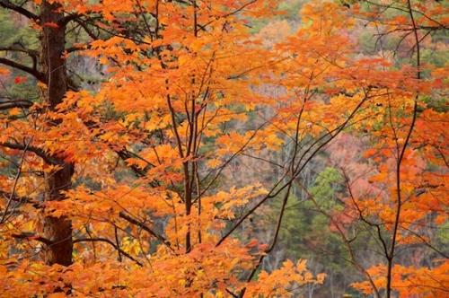 Leaves;Forest;Orange;Fall Scenes;Fall;Foliage;Woodlands;Trees;Autumn;Yellow;Brown;Woods;Red