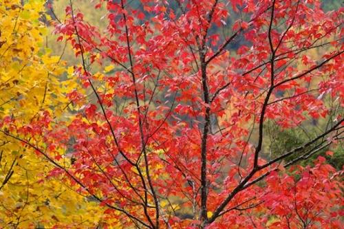 Abstract;Gold;Patterns;Herbaceous;Leaf;Brown;Green;Trees;Timber;Tree Trunk;Tree;Textures;Foliage;Shapes;Woodland;Leaves;Bush;Woods;Leafy;Vein;leaves;Plant;Abstractions;Branch;Yellow;bark;Woodlands;Branches;Forest;Shrub;Trunk;Orange;Red