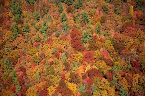 Holly Creek;Tree;Branches;Branch;Trunk;Sky;Hills;Brown;Plant;Autumn;Chattahoochee National Forest;Tree Trunk;Green;Red;Hilltop;Fall;Georgia;Orange;Bark;Aerial;Herbaceous;Fall Color;Trees;Fall Scene