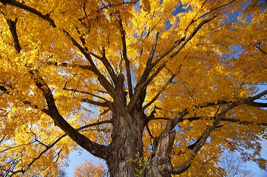 Plant;Trunk;Leafy;Branches;Branch;Woodland;Herbaceous;Shrub;Bush;Trees;Tree Trunk;Leaves;Leaf;Foliage;Vein