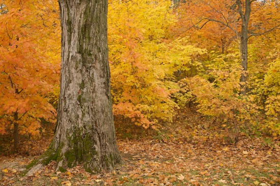 Autumn;Bark;Branch;Branches;Fall;Foliage;Forest;Gold;Gray;Herbaceous;Leaf;Leafy;Leaves;Orange;Plant;Timber;Timberland;Tree;Tree Trunk;Trees;Trunk;Vein;Wood;Woodland;Woodlands;Woods;Yellow