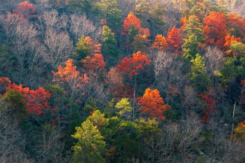 Alabama;Autumn;Bluff;Fall;Forest;Forested;Fort Payne;Hill;Hillside;Little River Canyon;Little River Canyon National Preserve;Mountain;Mountain Side;Mountainous;Timber;Timberland;Trees;United States;Woods