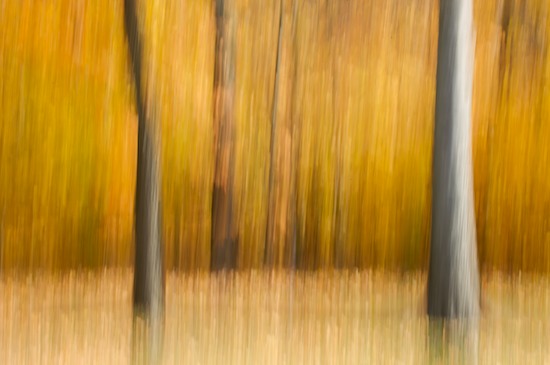 Abstract;Abstractions;Autumn;Brown;Fall;Forest;Gold;Gray;Patterns;Shapes;Textures;Timber;Timberland;Tree;Trees;Wood;Woodland;Woodlands;Woods;Yellow