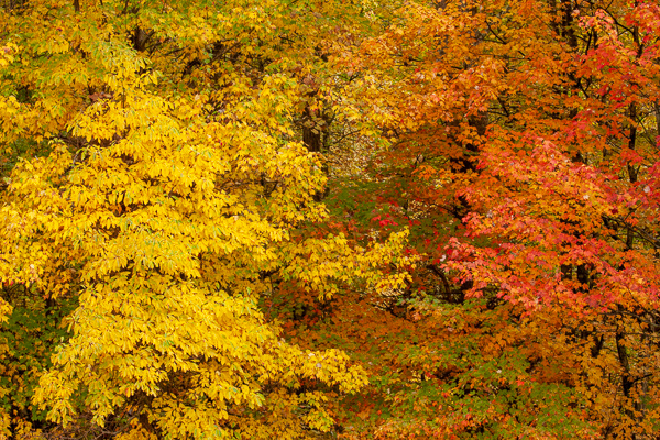 Abstract;Abstraction;Autumn;Botanical;Branches;Brown;Calm;Fall;Forest;Forested;Gold;Great Smoky Mountains National Park;Healing;Herbaceous;Leaf;Maple Leaf;Maple Leaves;Nature;Pastoral;Plant;Tan;Tennessee;Timber;Timberland;Tree;Wood;Woodland;Woodlands;Woods;Yellow;bark;branch;foliage;green;landscape;leaves;limbs;oneness;orange;pattern;peaceful;plant;plants;red;restful;serene;soothing;tranquil;tree limbs;tree trunk;trees;trunk;zen