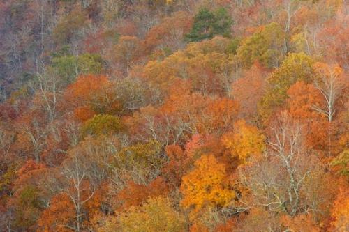 limb;Abstract;Fort Payne;Mountainous;Bluff;Orange;Autumn;tree;Timber;tree trunk;Fall;Trees;Abstracts;Patterns;Valley;Woodland;Yellow;Forest;Horizontal;Abstraction;Green;Gray;Gold;tree limbs;Gorge;trees;Red;Little River Canyon National Preserve;Textures;Timberland;Alabama;leaves