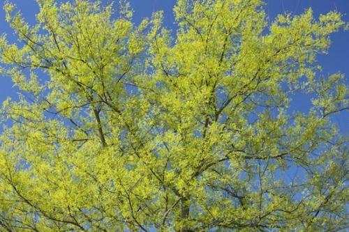 Leaves;Green;Spring;Foliage;Tree;Branches;Tree Trunk;bark;Vein;Plant;Herbaceous;Branch;Trees;Trunk;Leaf;Leafy;Blue;Sky