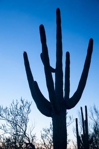 Arid;Arizona;Cacti;Cactus;Carnegiea gigantea;Contour;Dry;Dusk;Form;Image type;Outline;Photo specs;Profile;Saguaro;Saguaro National Park;Shadow;Shape;Silhouette;Tuscon;United States;blue;close of day;desert;evening;eventide;last Light;plants;sky;sun;sunset