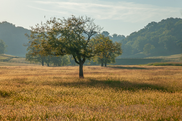 Beige;Brown;Calm;Fields;Grass Seed;Healing;Health care;Healthcare;Pastureland;Shade;Shadows;Tan;Tree;Warm Colors;Warm Palette;Warm Tones;color;fence;field;grass;pasture;peaceful;restful;serene;soothing;tranquil;tree trunk;trees