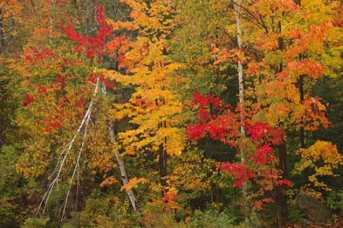 Scenic;New England;Gold;Red;Yellow;Orange;Woodlands;birch;Wood;Jericho Lake State Park;Woodland;Green;Autumn;Timberland;New Hampshire;Trees;maple;Forest;Timber;Fall;Woods