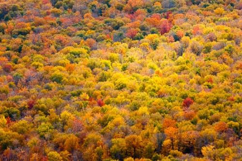 Autumn;Fall;Forest;Forested;New England;Seasons;Sunlight;Sunlit;Sunshine;Timber;Timberland;Trees;Vermont;Wood;Woodland;Woods