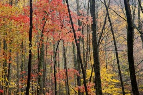 United States;Tennessee;Woods;tree trunk;Tree;Fall;branches;Trees;Foliage;Forest;Great Smoky Mountains National Park;Autumn;trunk;tree;limb;Leaves