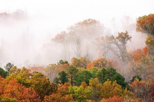 Autumn;Brown;Fall;Foothills Parkway;Forest;Forested;Gold;Great Smoky Mountains National Park;Green;Leaves;Mist;Obscured;Oneness;Orange;Peaceful;Red;Seasons;Tan;Tennessee;Timber;Timberland;Tree;Trees;United States;Wood;Woodland;Woods;Yellow;fog;foggy;haze;misty;stump;tree limbs;zen