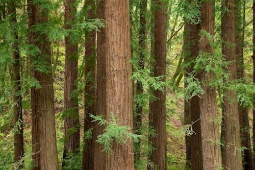 branches;tree trunk;Big Sur;Wood;California;tree;Tree;Green;branch;tree limbs;trees;Timberland;Timber;Forest;Brown;Trees;Woods;limb;Landscape;Woodlands;Woodland