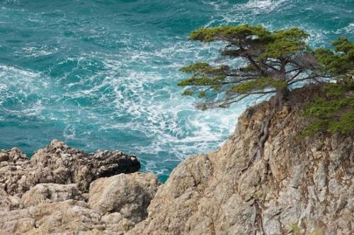 Shore;Sea;Landscape;tree;Water;Shoreline;Green;Ocean;Big Sur;Coast;Oneness;Tan;Rock Face;McWay Falls;Rock Formations;Waves;Brown;Aqua;California;tree trunk;Rocks;Seascape;Coastline;Rock