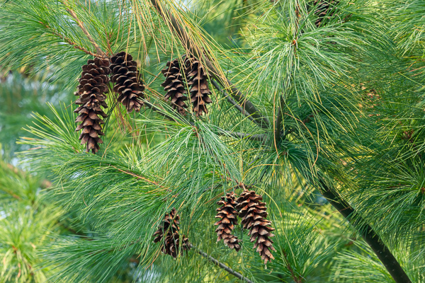Abstract;Branches;Brown;Calm;Close-up;Healing;Health care;Healthcare;Nature;Pastoral;Pine Cone;Pine Needle;Pine Needles;Sunlight;Sunshine;Tan;Tree;branch;green;limb;oneness;peaceful;pine;pine tree;plants;restful;serene;soothing;sunlit;tranquil;tree limbs;tree trunk;trees