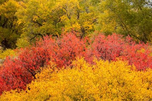 Autumn;Branch;Branches;Brown;Colorado;Fall;Green;Healing;Herbaceous;Image type;Landscape;Leaves;Nature;Oneness;Orange;Outdoor;Peaceful;Photo specs;Red;Silver Thread Scenic Byway;South Fork;Tan;Tree;Tree Trunk;Trees;Trunk;Woodland;Yellow;calm;limbs;restful;serene;soothing;tranquil;tree limbs;zen