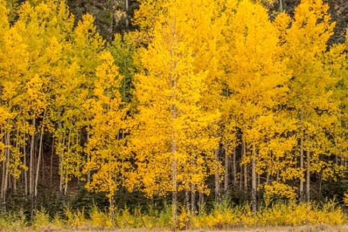 Autumn;Branch;Branches;Brown;Colorado;Fall;Forest;Forested;Gold;Green;Healing;Health care;Healthcare;Image type;Landscape;Leaves;Nature;Oneness;Outdoor;Pastoral;Peaceful;Photo specs;Silver Thread Scenic Byway;South Fork;Tan;Timber;Timberland;Tree;Tree Trunk;Trees;Trunk;Wood;Woodland;Woodlands;Woods;Yellow;aspen;calm;limbs;restful;serene;soothing;tranquil;tree limbs;zen