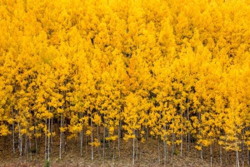 Autumn;Beige;Branch;Branches;Brown;Color;Colorado;Fall;Forest;Gold;Image type;Landscape;Outdoor;Photo specs;Silver Thread Scenic Byway;South Fork;Tan;Tree;Tree Trunk;Trees;Trunk;White;Yellow;aspen;bark;tree limbs