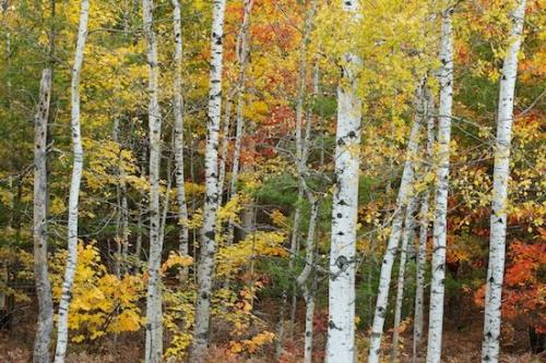 White;Fall;Tan;Autumn;Woodland;Green;Upper Peninsular;Yellow;Gold;Brown;Timber;Red;Wood;Michigan;Tree;Woods;Forest;Birch;Great Lakes;Pictured Rocks National Seashore