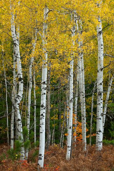 Woodland;leaves;Wooded area;White;Fern;Tree;tree;Trees;Aspen;Wood;Fall;Red;Quaking Aspen;Orange;Gold;bark;Upper Peninsular;Forest;Woodlands;Great Lakes;Brown;trees;Yellow;Timber;Timberland;Michigan;tree trunk;Woods;Autumn;Green