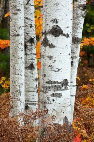 Autumn;Brown;Fall;Forest;Gold;Great Lakes;Michigan;Quaking Aspen;Tree;United States;Upper Peninsular;White;Woodland;Yellow;aspen;bark;color;fern;green;tree trunk;trees
