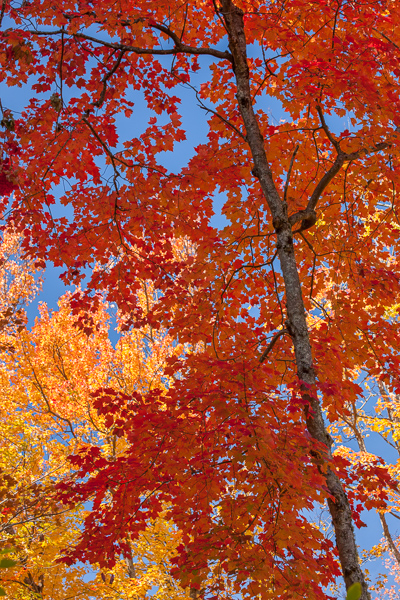 Abstract;Abstraction;Autumn;Blue;Brown;Calm;Fall;Forest;Great Lakes;Healing;Leaf;Line;Looking up;Maple;Michigan;Nature;Pastoral;Shape;Sunlight;Sunshine;Tan;Timber;Timberland;United States;Upper Peninsular;Vertical;Wabi Sabi;Woods;Yellow;foliage;landscape;leaves;oneness;orange;pattern;peaceful;red;serene;sky;soothing;sunlit;tranquil;trees;zen