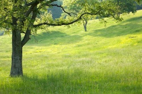 Fields;tree trunk;Gray;Hills;Peaceful;Season;Sunlit;tree limbs;Horizontal;limb;branches;leaves;Hill;Sunrays;Sunshine;tree;Hillside;Pastoral;Spring;Sun;Brown;Sunny;trunk;Springtime;Pasture;trees;Grass;Green;Sunbeam