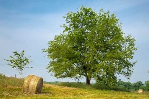 Agricultural;Agriculture;Blueyellow;Farm;Farmland;Fence;Field;Fields;Green;Hay;Hay Bale;Pastureland;Sky;Sunlight;Sunshine;Tree Trunk;Trees;fence row;pasture;tree limbs
