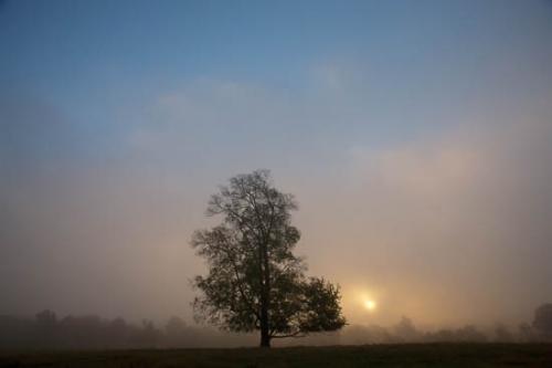 Blue;Branches;Brown;Field;Gold;Mist;Orange;Sun-up;Sunlight;Sunrise;Tan;Tree;Yellow;fog;haze;misty;sun