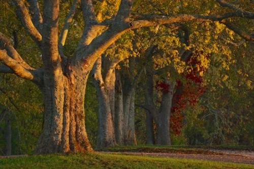 tree;branch;Henry Horton State Park;branches;Brown;Sunlight;Henry Horton;tree trunk;Green;tree limbs;Sunlit;Sunrise