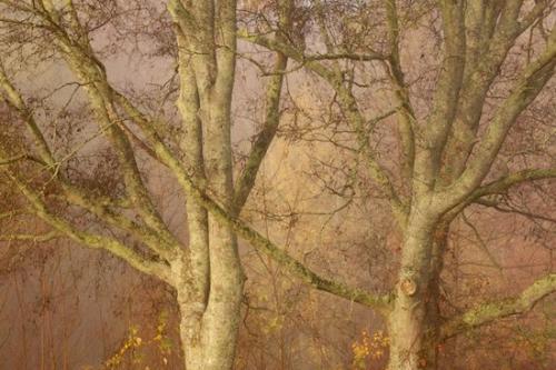 branches;trunk;Yellow;Autumn;tree limbs;misty;foggy;Fall;limb;Tan;branch;Gold;mist;tree;leaves;tree trunk;Green;fog