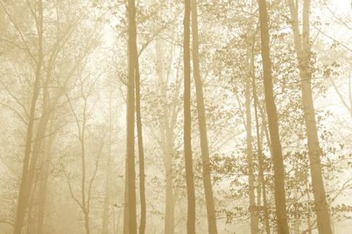 Trees;Tree;Wooded area;sumi-e;Timberland;mist;haze;Forest;Sepia;foggy;fog;Brown;Wood;Woodlands;Big South Fork National River & Recreation Area;Woodland